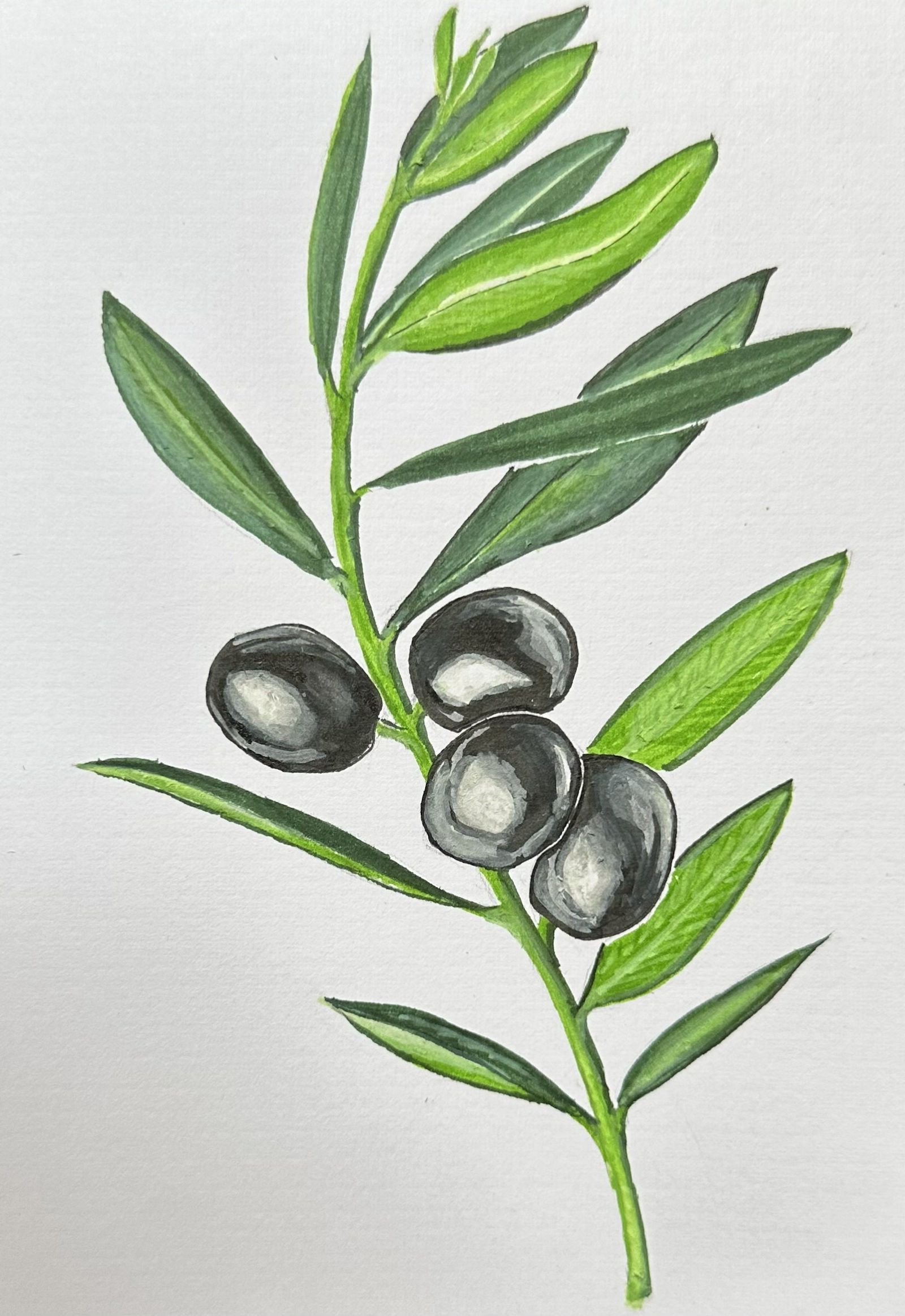 A simple olive branch drawing