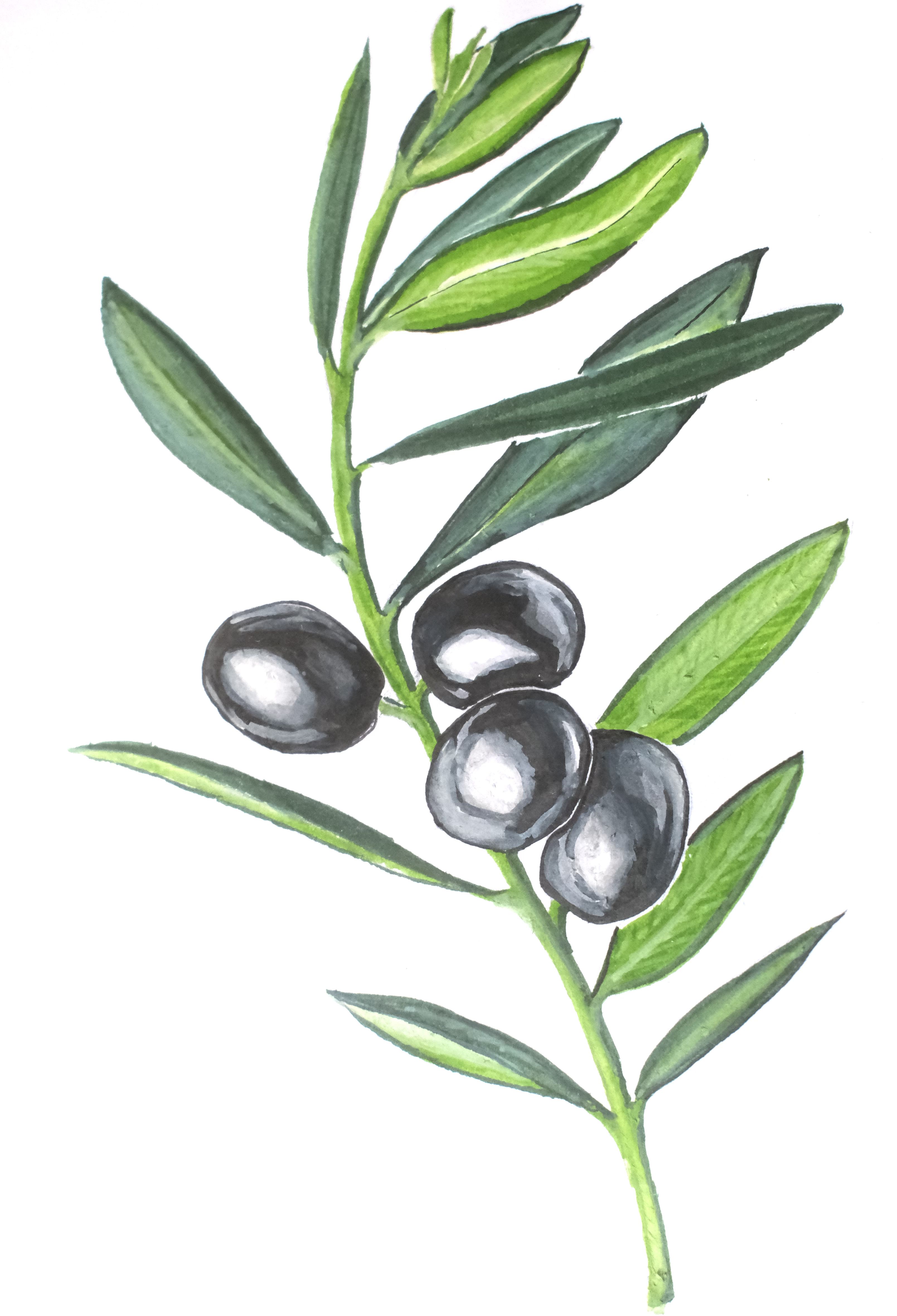 A simple olive branch drawing